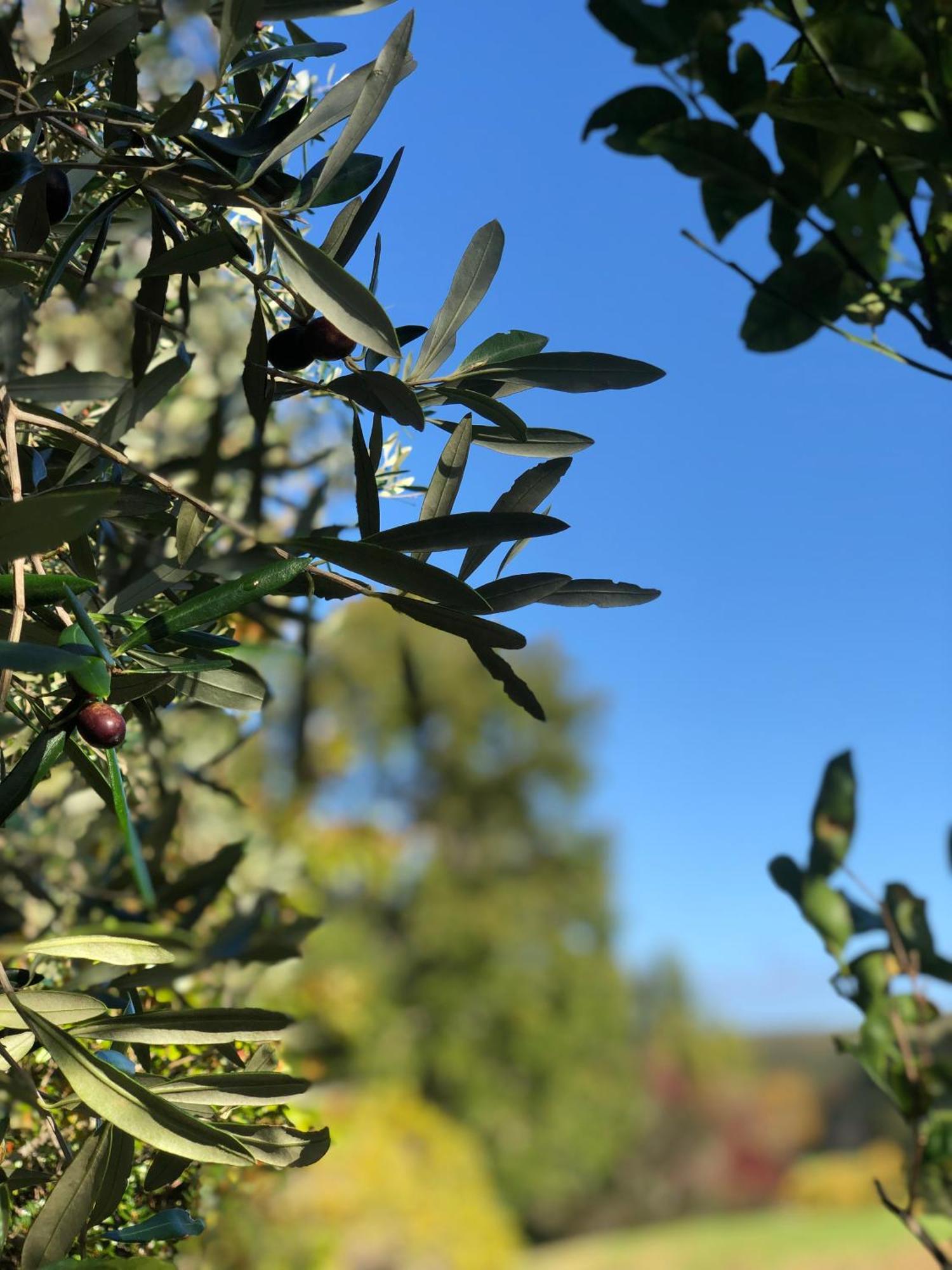 Villetta - Matakana Boutique Luxury Accommodation מראה חיצוני תמונה
